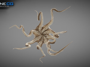 Animated octopus v2 3D Model