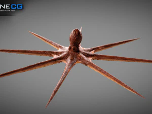 Gurita animasi v2 Model 3D