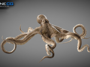Animated octopus v2 3D Model