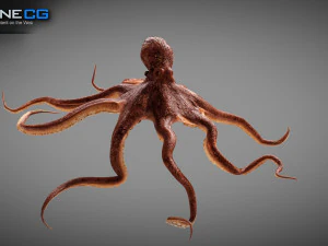 Gurita animasi v2 Model 3D