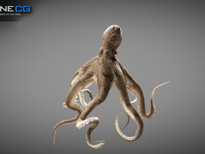 Animated octopus v2 3D Model