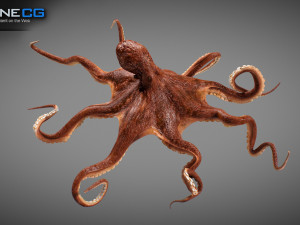 Animated octopus v2 3D Model
