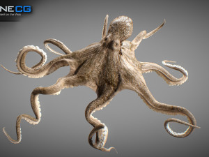 Animated octopus v2 3D Model