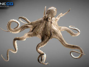 Gurita animasi v2 Model 3D