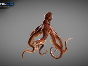 Animated octopus v2 3D Model