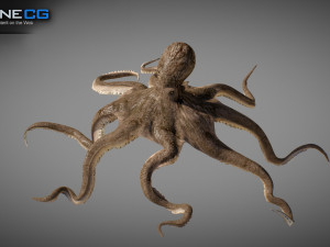 Animated octopus v2 3D Model