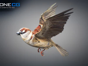 Animated Sparrow 3D Model