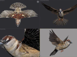 Animated Sparrow 3D Model