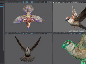 Animated Sparrow 3D Model