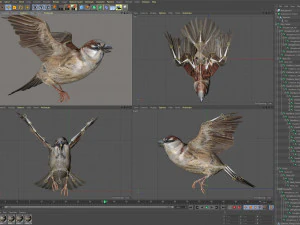 Animated Sparrow 3D Model