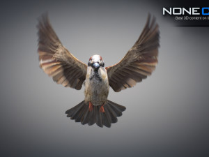 Animated Sparrow 3D Model