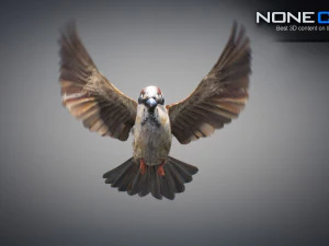 Animated Sparrow 3D Model