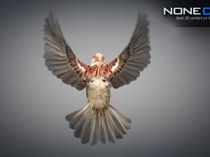 Animated Sparrow 3D Model