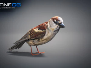 Animated Sparrow 3D Model