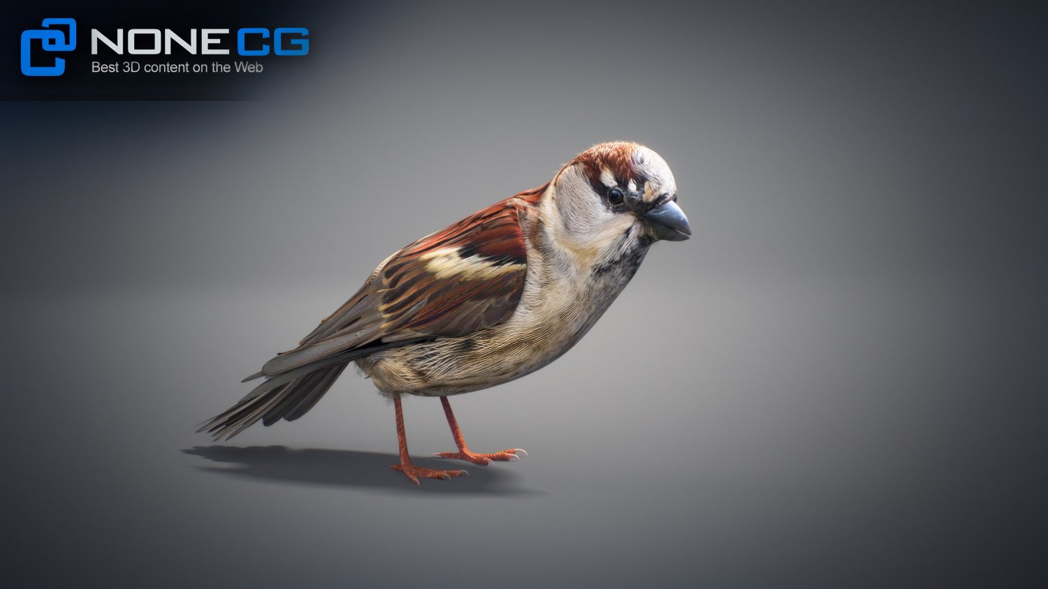 3d sparrow. Sparrow студия. 3d модель Sparrow. Sparrow 3d компания. Sparrow анимированные.