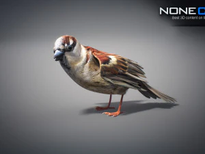 Animated Sparrow 3D Model