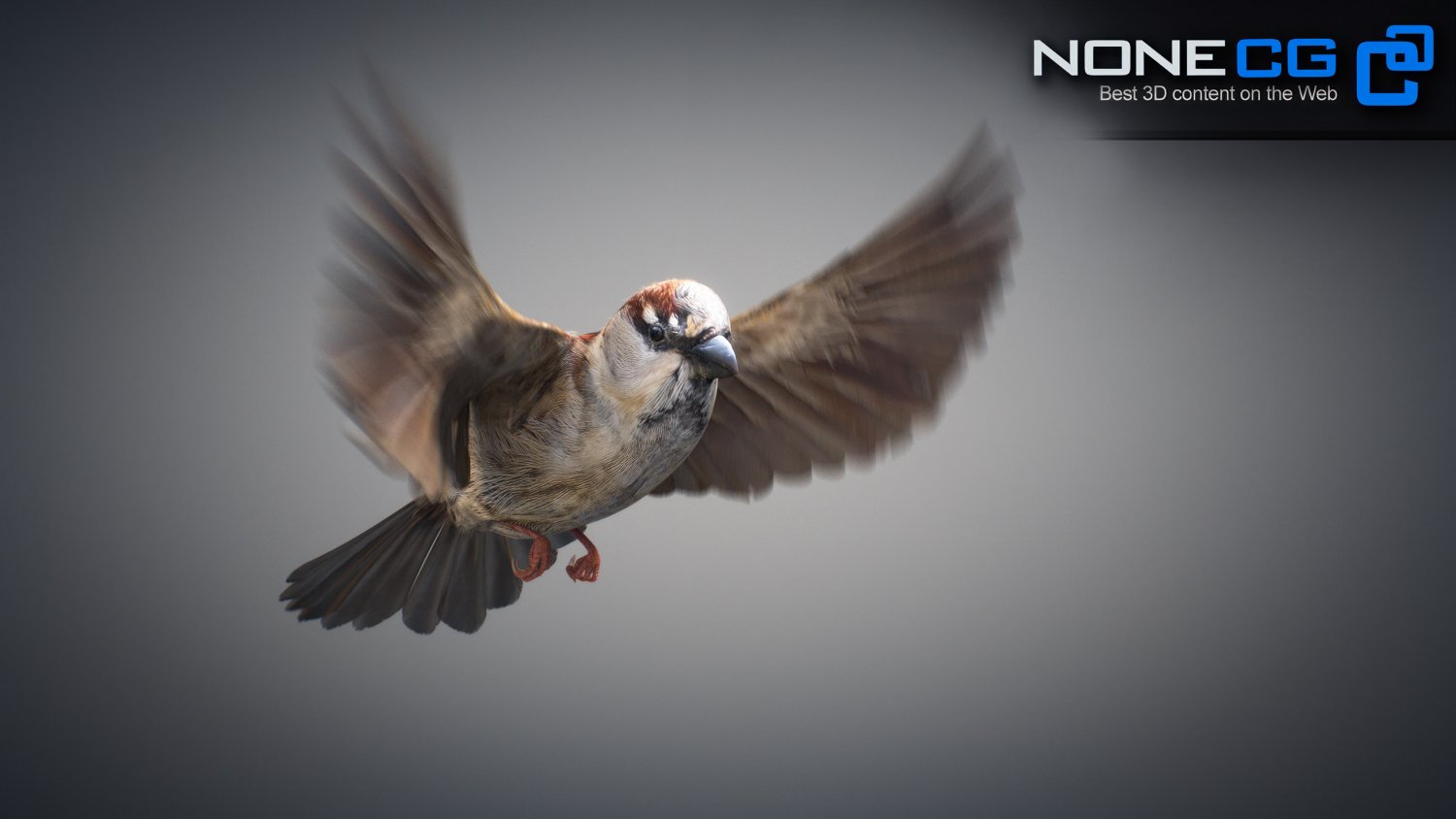 3d sparrow. Sparrow 3d.