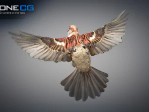 Animated Sparrow 3D Model