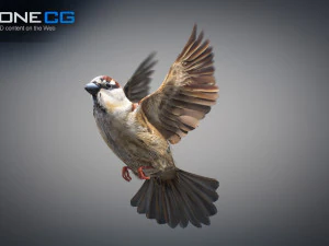 Animated Sparrow 3D Model
