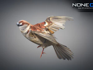 Animated Sparrow 3D Model