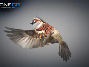 Animated Sparrow 3D Model
