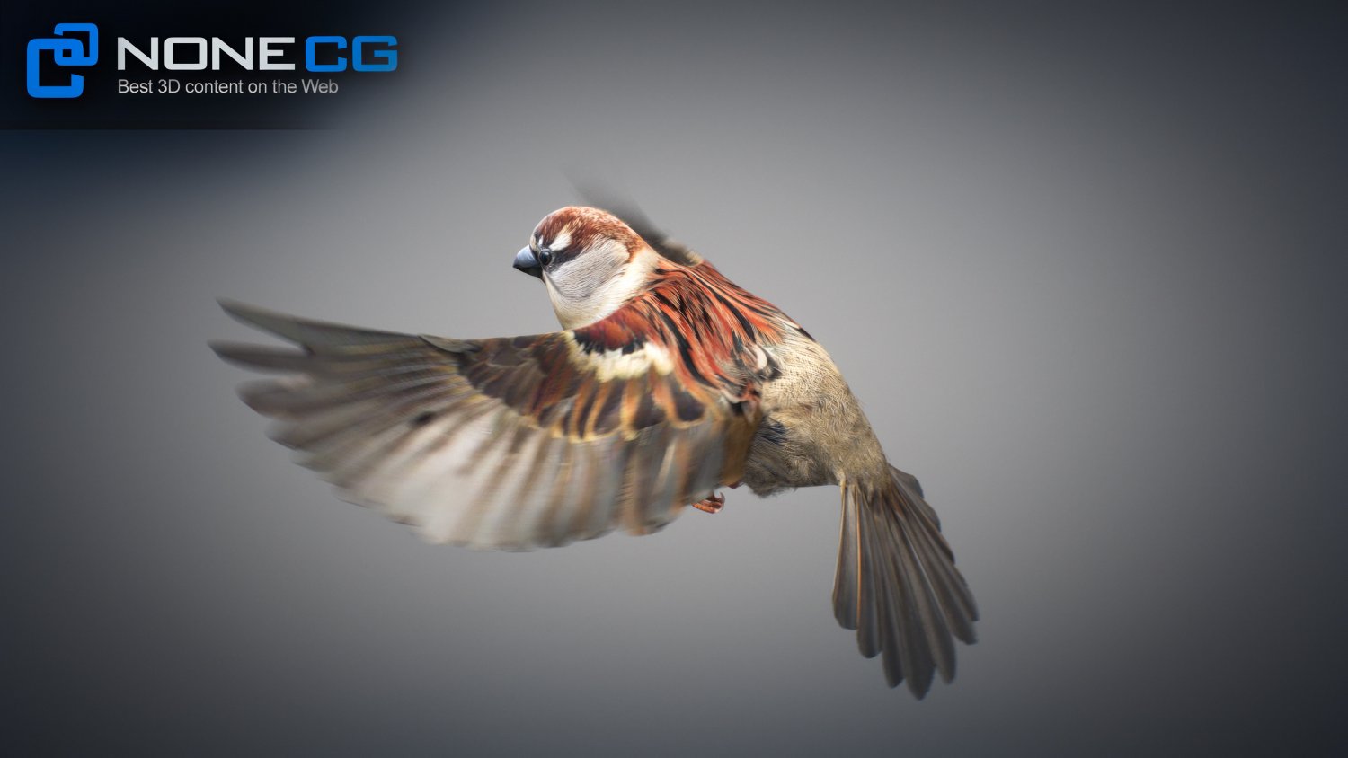 3d sparrow. Sparrow анимация. Sparrow 3d.