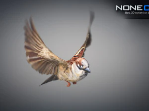 Animated Sparrow 3D Model