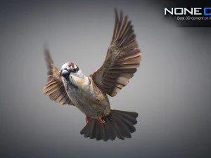 Animated Sparrow 3D Model