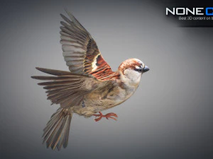 Animated Sparrow 3D Model