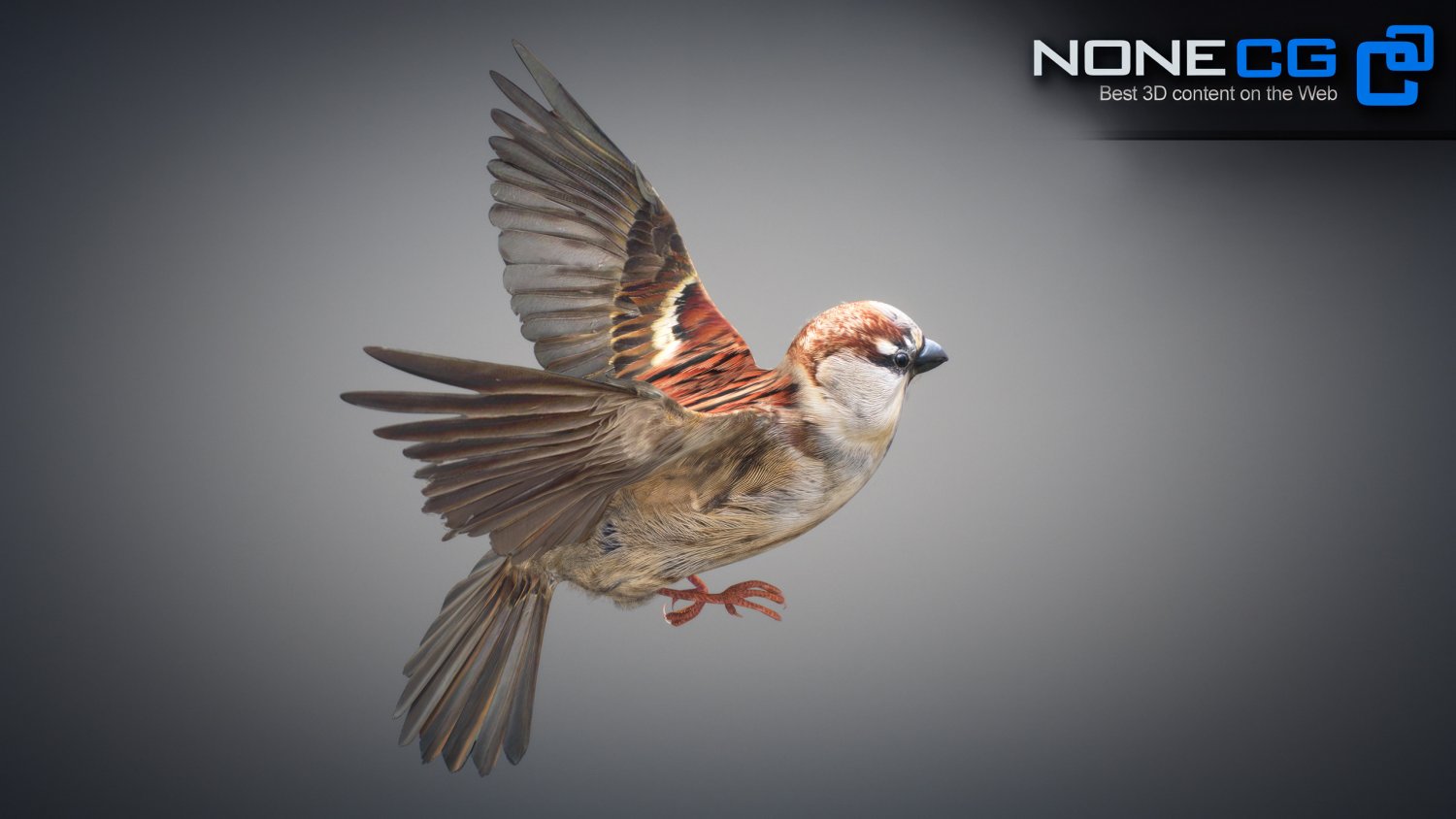 3d sparrow. Sparrow 3d.