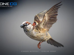 Animated Sparrow 3D Model