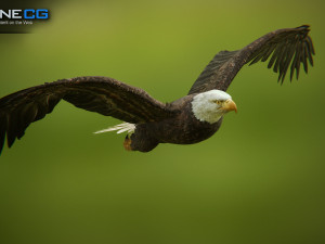 bald eagle v3 - unity Modelo 3D