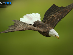 bald eagle v3 - unity Modelo 3D