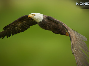 bald eagle v3 - unity Modelo 3D