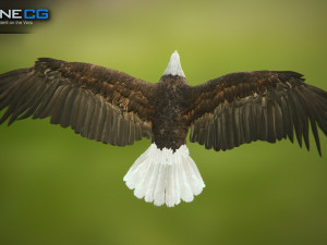 bald eagle v3 - unity Modelo 3D