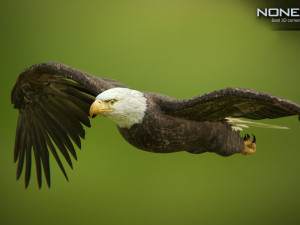bald eagle v3 - unity Modelo 3D