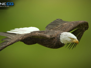 bald eagle v3 - unity Modelo 3D