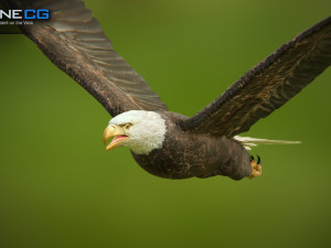 bald eagle v3 - unity Modelo 3D