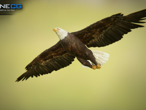 bald eagle v3 - unity Modelo 3D