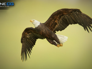 bald eagle v3 - unity Modelo 3D