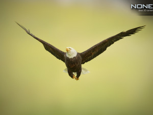bald eagle v3 - unity Modelo 3D