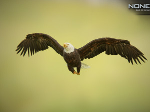 bald eagle v3 - unity Modelo 3D