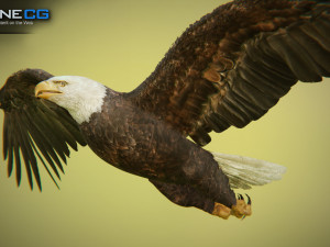 bald eagle v3 - unity Modelo 3D