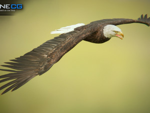 bald eagle v3 - unity Modelo 3D