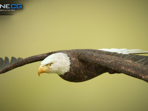 bald eagle v3 - unity Modelo 3D