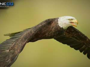bald eagle v3 - unity Modelo 3D