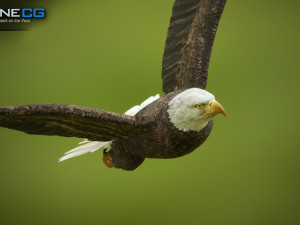bald eagle v3 - unity Modelo 3D