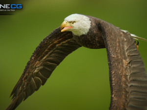 bald eagle v3 - unity Modelo 3D