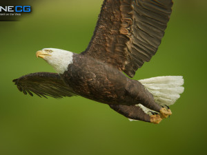 bald eagle v3 - unity Modelo 3D