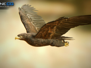 eagles pack v3 - unity 3D Model